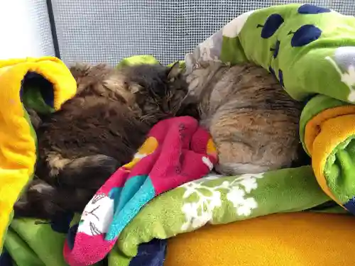 御誕生寺（猫寺）(福井県)