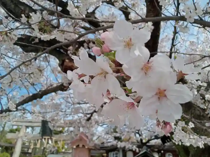 阿部野神社(大阪府)