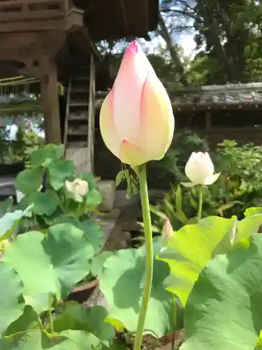 普門寺(切り絵御朱印発祥の寺)の自然