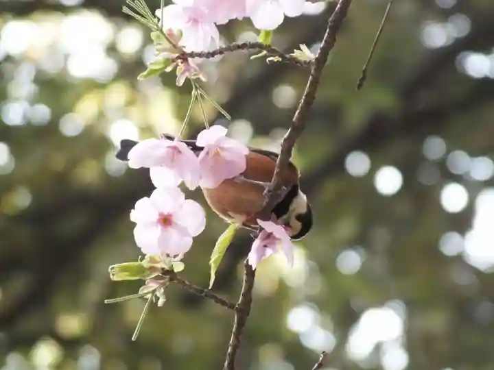 近江神宮の自然