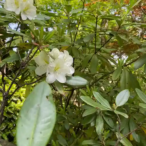 上野東照宮の自然