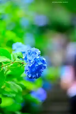 明月院(神奈川県)