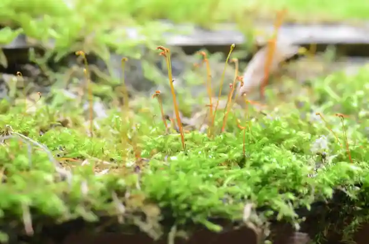 祇王寺(京都府)