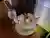 nyanさんのプロフィール画像