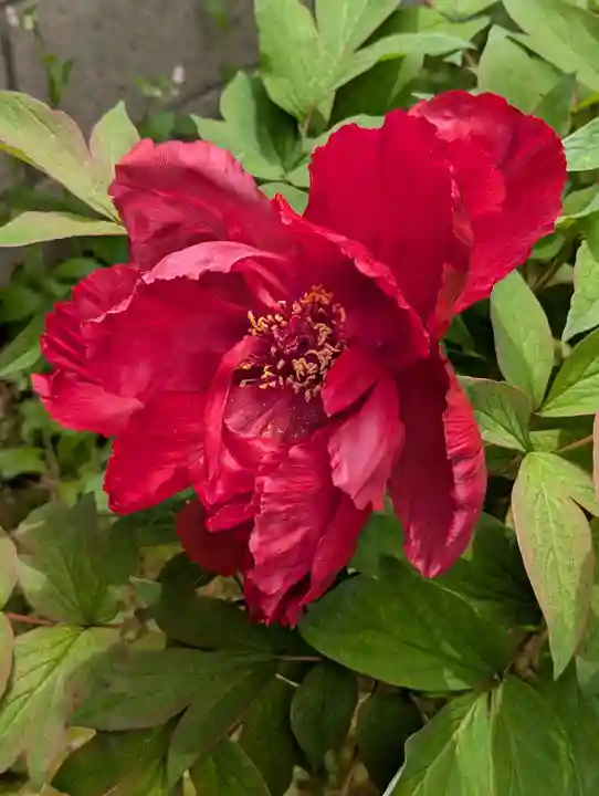 遍照院(神奈川県)