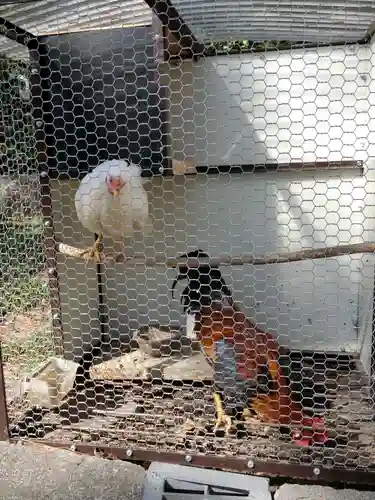 高知大神宮の動物
