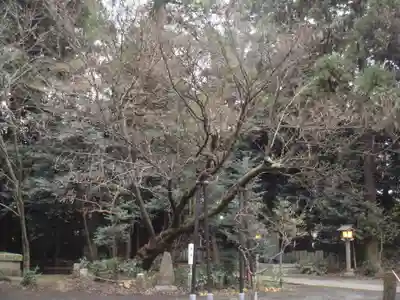 北野天神社の自然
