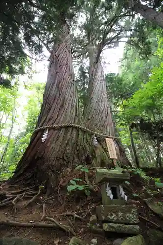 戸隠神社火之御子社の自然