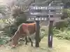 御崎神社の動物