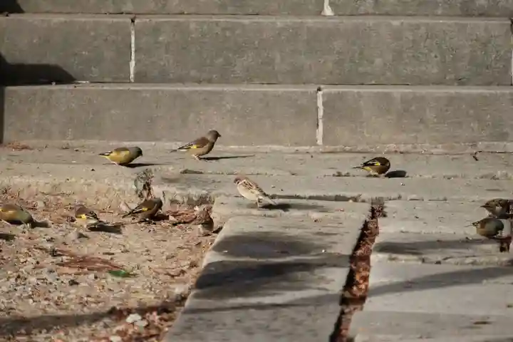 豊景神社の動物