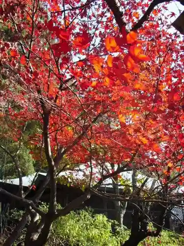 浄光明寺の自然