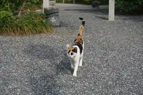 板倉雷電神社の動物