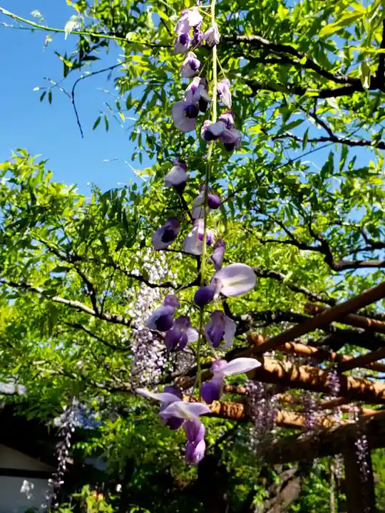 愛染院(東京都)