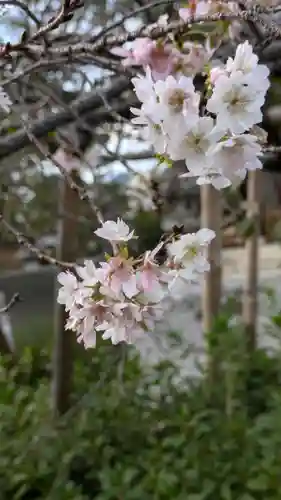 妙蓮寺(京都府)