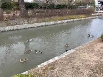 東寺（教王護国寺）(京都府)