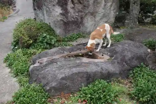 清水大師教会の動物