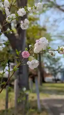 新琴似神社(北海道)