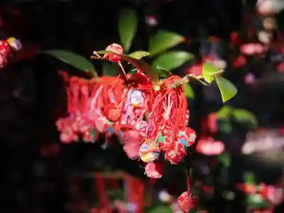 赤坂氷川神社(東京都)