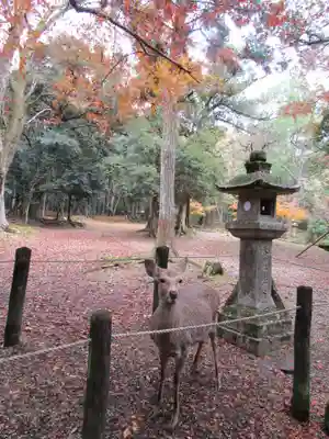 春日大社(奈良県)