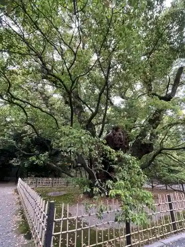 浜松八幡宮の{uncategorized: "未分類", other: "その他", undefined: "問題あり", building: "その他建物", grave: "お墓", sacred_gate: "鳥居", guardian: "狛犬", statue: "像", buddha: "仏像", history: "歴史", nature: "自然", garden: "庭園", animal: "動物", pagoda: "塔", temizu: "手水舎", mountain_gate: "山門・神門", sanctuary: "本殿・本堂", subordinate: "末社・摂社", art: "芸術", scenery: "景色", jizo: "地蔵", ema: "絵馬", goshuin: "御朱印", omikuji: "おみくじ", items: "授与品その他", amulet: "お守り", goshuincho: "御朱印帳", eats: "食事", festival: "お祭り", votive_dance: "神楽", shichigosan: "七五三参", wedding: "結婚式", experience: "体験その他", initially: "初詣", around: "周辺", anti_infection: "感染症対策"}