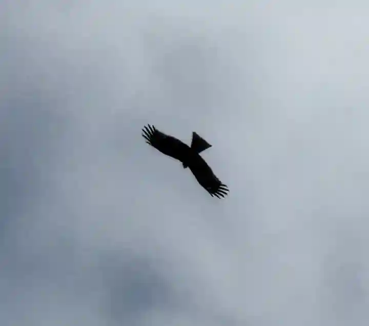 蛟蝄神社奥の宮の{uncategorized: "未分類", other: "その他", undefined: "問題あり", building: "その他建物", grave: "お墓", sacred_gate: "鳥居", guardian: "狛犬", statue: "像", buddha: "仏像", history: "歴史", nature: "自然", garden: "庭園", animal: "動物", pagoda: "塔", temizu: "手水舎", mountain_gate: "山門・神門", sanctuary: "本殿・本堂", subordinate: "末社・摂社", art: "芸術", scenery: "景色", jizo: "地蔵", ema: "絵馬", goshuin: "御朱印", omikuji: "おみくじ", items: "授与品その他", amulet: "お守り", goshuincho: "御朱印帳", eats: "食事", festival: "お祭り", votive_dance: "神楽", shichigosan: "七五三参", wedding: "結婚式", experience: "体験その他", initially: "初詣", around: "周辺", anti_infection: "感染症対策"}