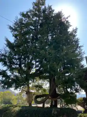 辰尾神社の{uncategorized: "未分類", other: "その他", undefined: "問題あり", building: "その他建物", grave: "お墓", sacred_gate: "鳥居", guardian: "狛犬", statue: "像", buddha: "仏像", history: "歴史", nature: "自然", garden: "庭園", animal: "動物", pagoda: "塔", temizu: "手水舎", mountain_gate: "山門・神門", sanctuary: "本殿・本堂", subordinate: "末社・摂社", art: "芸術", scenery: "景色", jizo: "地蔵", ema: "絵馬", goshuin: "御朱印", omikuji: "おみくじ", items: "授与品その他", amulet: "お守り", goshuincho: "御朱印帳", eats: "食事", festival: "お祭り", votive_dance: "神楽", shichigosan: "七五三参", wedding: "結婚式", experience: "体験その他", initially: "初詣", around: "周辺", anti_infection: "感染症対策"}