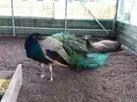 福井県護国神社(福井県)