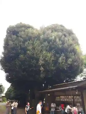 星宮神社のその他建物