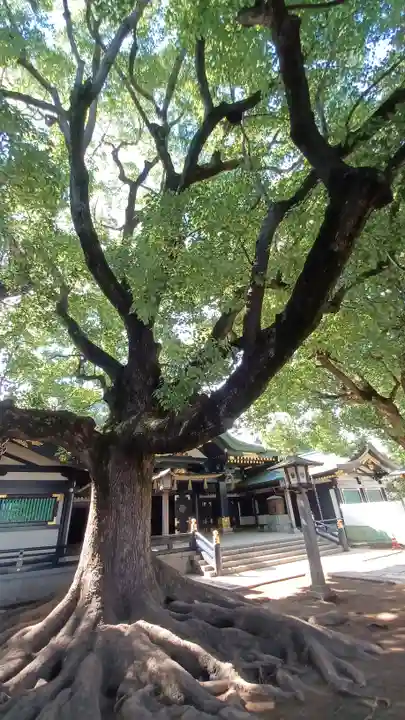 穴八幡宮の自然