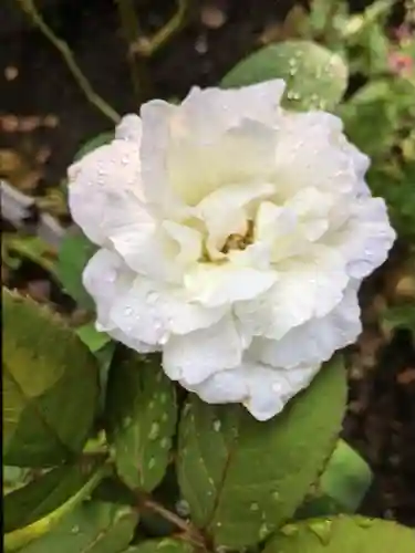 福蔵院(東京都)