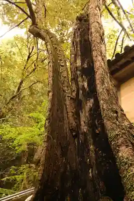 柞原八幡宮(大分県)