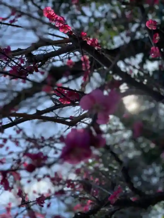 富士山本宮浅間大社の自然