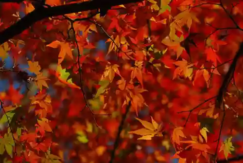 大寧寺(山口県)