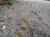櫛田神社の自然