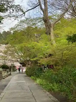 妙本寺(神奈川県)