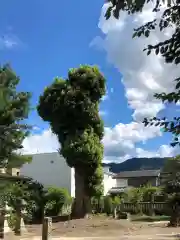 鴨島八幡神社の自然