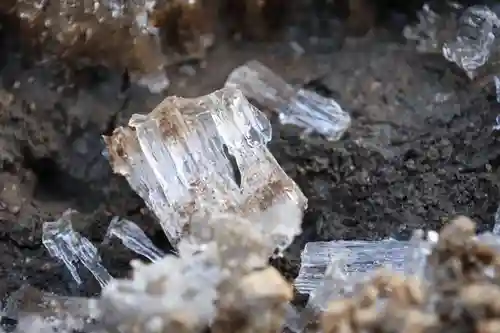 鹿島大神宮の自然