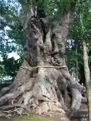 川津来宮神社の自然