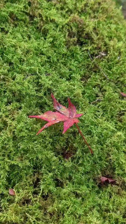 古知谷阿弥陀寺(京都府)