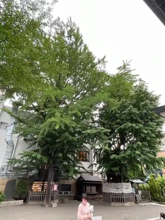 天祖神社の自然