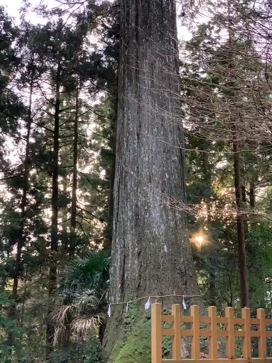 須山浅間神社の自然