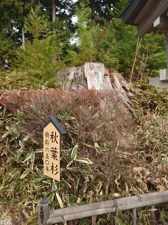 秋葉山本宮 秋葉神社 上社の自然