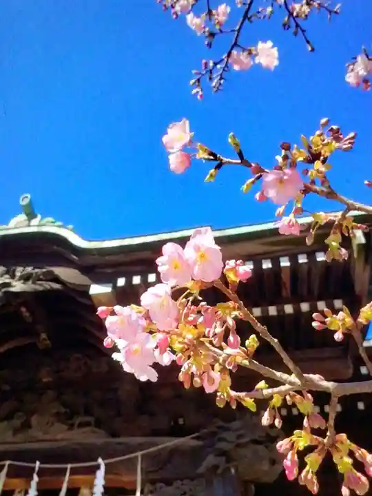 桜神宮(東京都)