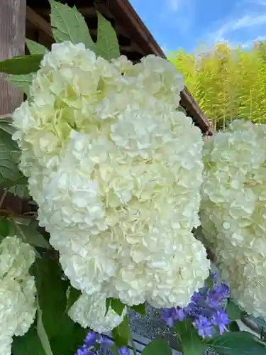 妙蓮寺(神奈川県)
