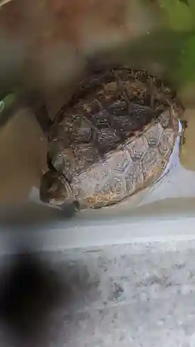 火産霊神社の動物