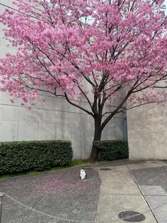 寛永寺(根本中堂)の{uncategorized: "未分類", other: "その他", undefined: "問題あり", building: "その他建物", grave: "お墓", sacred_gate: "鳥居", guardian: "狛犬", statue: "像", buddha: "仏像", history: "歴史", nature: "自然", garden: "庭園", animal: "動物", pagoda: "塔", temizu: "手水舎", mountain_gate: "山門・神門", sanctuary: "本殿・本堂", subordinate: "末社・摂社", art: "芸術", scenery: "景色", jizo: "地蔵", ema: "絵馬", goshuin: "御朱印", omikuji: "おみくじ", items: "授与品その他", amulet: "お守り", goshuincho: "御朱印帳", eats: "食事", festival: "お祭り", votive_dance: "神楽", shichigosan: "七五三参", wedding: "結婚式", experience: "体験その他", initially: "初詣", around: "周辺", anti_infection: "感染症対策"}