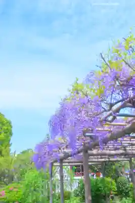 亀戸天神社(東京都)