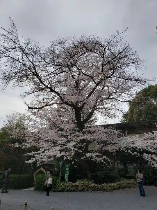 阿佐ヶ谷神明宮の自然