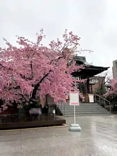 桜神宮(東京都)
