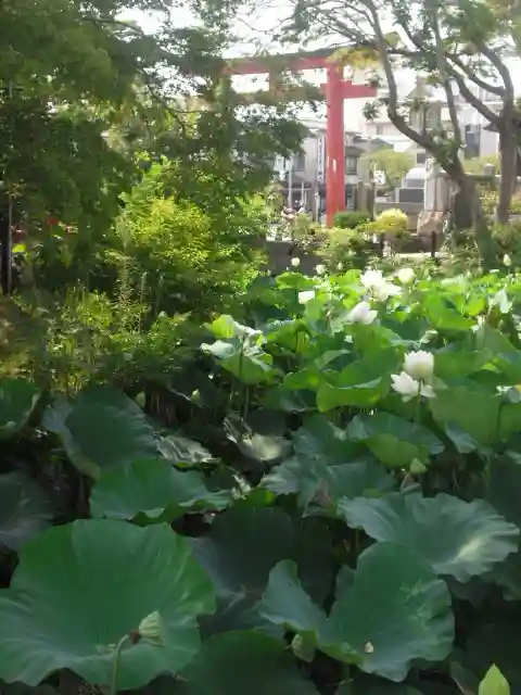 鶴岡八幡宮の自然